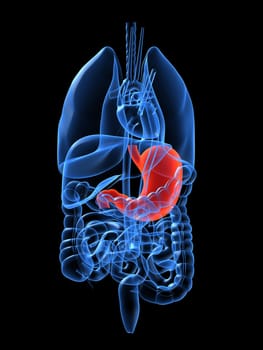 3d rendered anatomy illustration of human organs with stomach