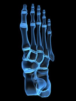 3d rendered x-ray illustration of a human skeletal foot
