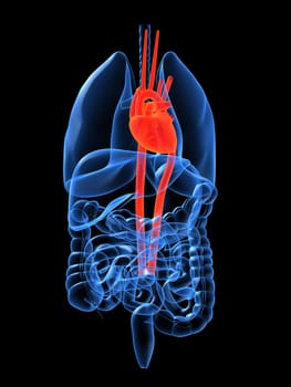 3d rendered anatomy illustration of human organs with heart