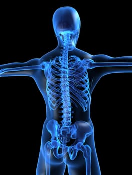 3d rendered anatomy illustration of a human skeletal back