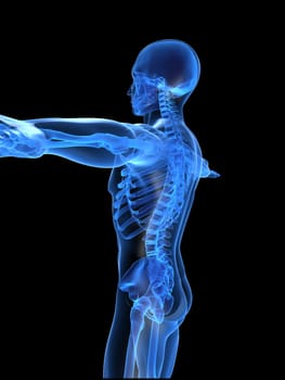 3d rendered anatomy illustration of a human  skeleton,sideview