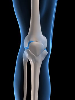 3d rendered anatomy illustration of a human knee