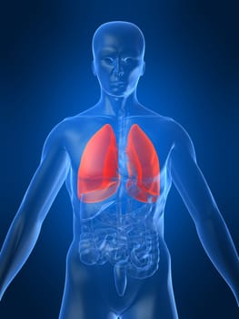 3d rendered anatomy illustration of a human body with highlighted lung