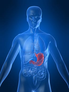3drendered anatomy illustration of a human body with a highlighted stomach
