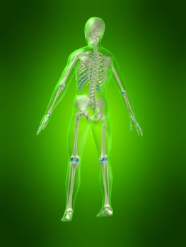 3d rendered anatomy illustration of a human body with a skeleton