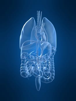 3d rendered anatomy illustration of human organs