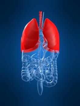 3d rendered anatomy illustration of human organs with a highlighted lung