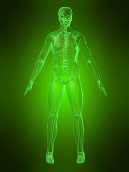 3d rendered anatomy illustration of a human body with a skeleton