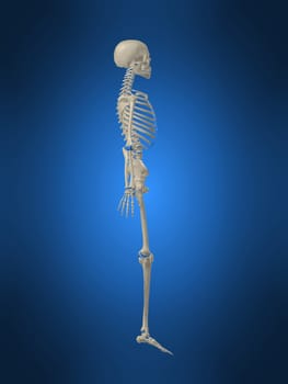 3d rendered anatomy illustration of a human  skeleton,sideview