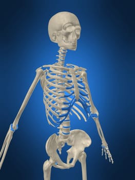 3d rendered anatomy illustration of a human skeleton