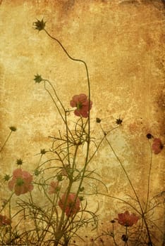 old-fashioned flower