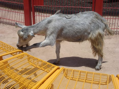Little Goat