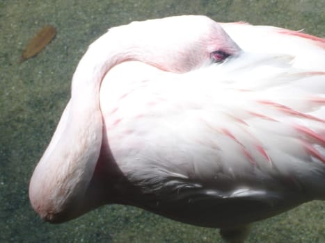 Pink Flamingo