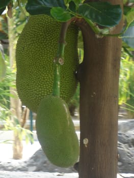 Growing Jackfruit