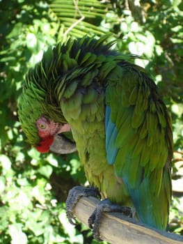 Tropical Parrots