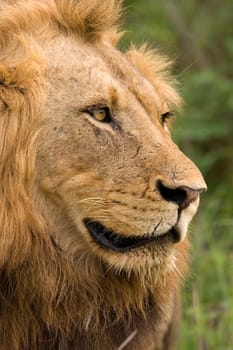 male lion gazing into the bush