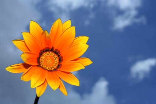 Yellow flower in the sky in summer.