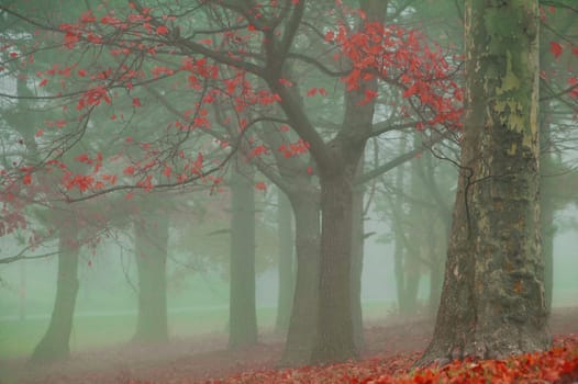 tree with colorful autumn leaves on a misty foggy morning