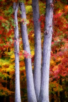 tree trunks with colorful leaves in the background