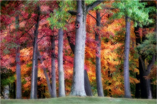 tree trunks with colorful autumn leaves in the background