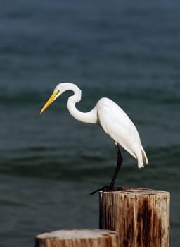 FLorida shore bird