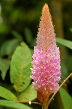 A pink color flower that has a cone shape captured in detail.