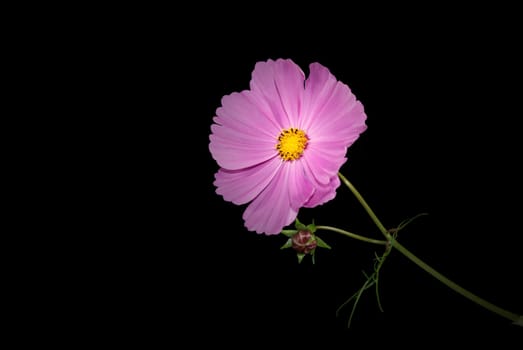 Illuminated cosmos flower on black background.
