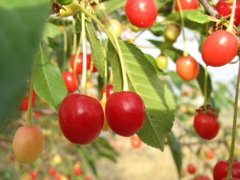 sour cherries on tree with green leaves