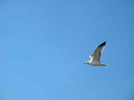 seagull flying