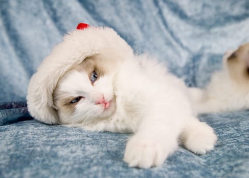 Cute little kitten wearing a santa hat and sticking out it's tongue