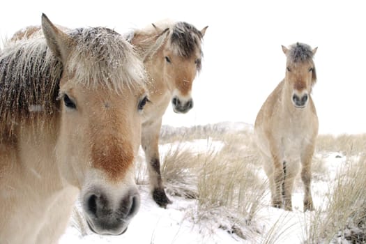 horses standing in the fields during winter time