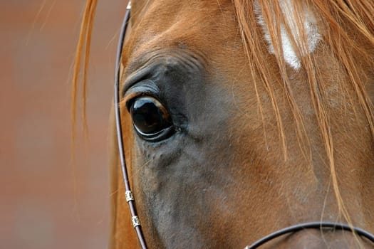 Close-up of the eye of an Arabian stallion