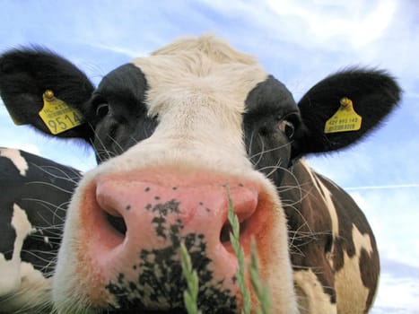 Dutch cow standing in the field being curious