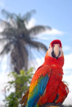 Red Parrot looking at the lens with a palm tree in the background