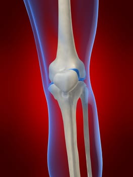 3d rendered anatomy illustration of a human skeletal knee