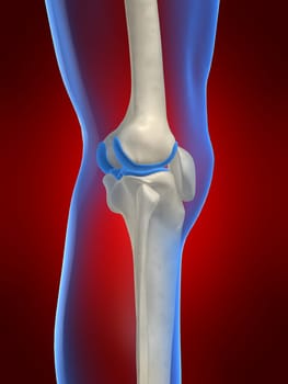 3d rendered anatomy illustration of a human knee