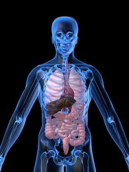3d rendered anatomy illustration of a human shape with organs