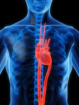 3d rendered anatomy illustration of a human shape with a highlighted heart