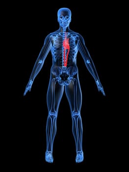 3d rendered anatomy illustration of a human shape with a highlighted heart