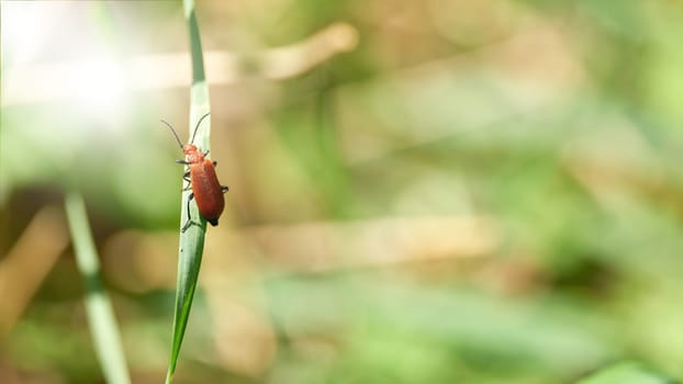 a red cardinal beetle, Pyrochroa serraticornis, climbing on a blade of grass towards the sun