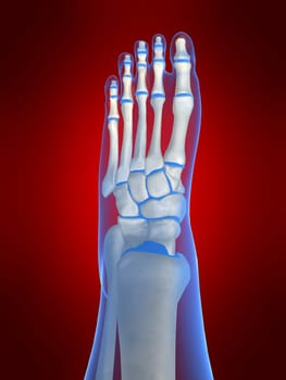 3d rendered anatomy illustration of a human foot skeleton