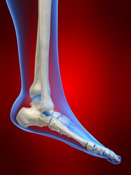 3d rendered anatomy illustration of a human foot skeleton