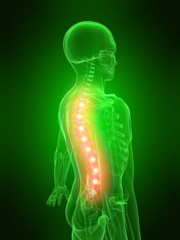3d rendered anatomy illustration of a human skeleton with a painful spine