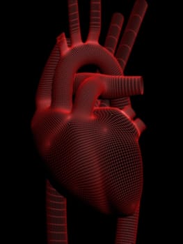 3d rendered anatomy illustration of a human heart