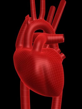3d rendered anatomy illustration of a human heart