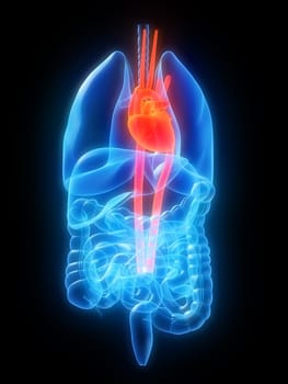 3d rendered anatomy illustration of human organs and a highlighted heart