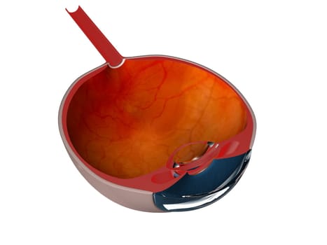 3d rendered illustration of an eye anatomy