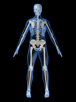 3d rendered anatomy illustration of a human skeleton
