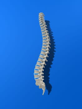 3d rendered anatomy illustration of a human spine