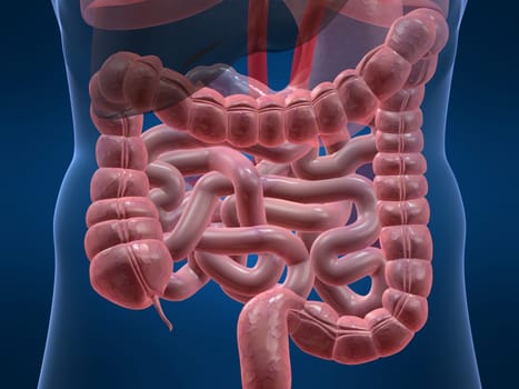 3d rendered anatomy illustration of a human colon